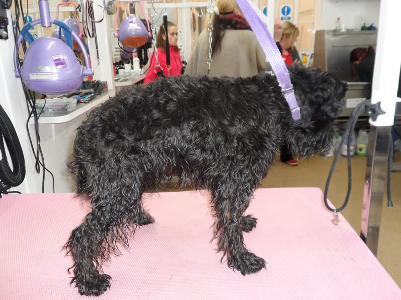 A wet black curly-coated dog on a pink grooming table being blow-dried in the salon