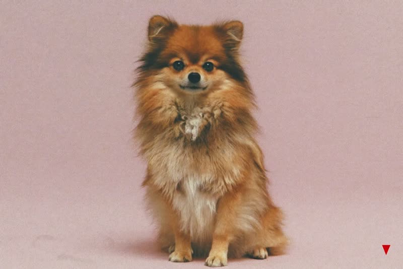 A freshly groomed dog after its appointment