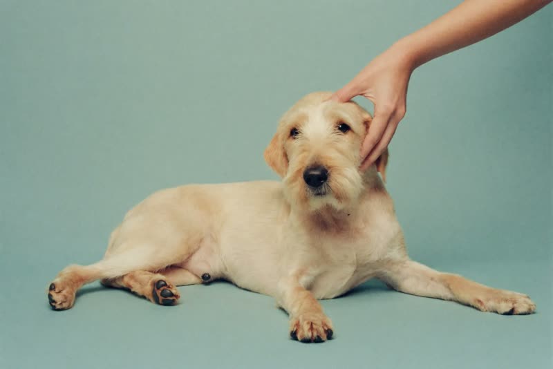 A calm older dog during a gentle groom