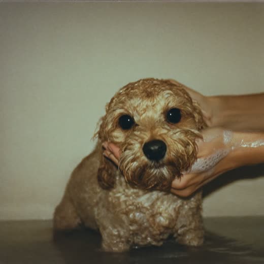 A dog being bathed