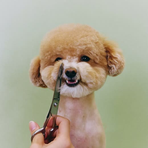 A dog's coat being trimmed
