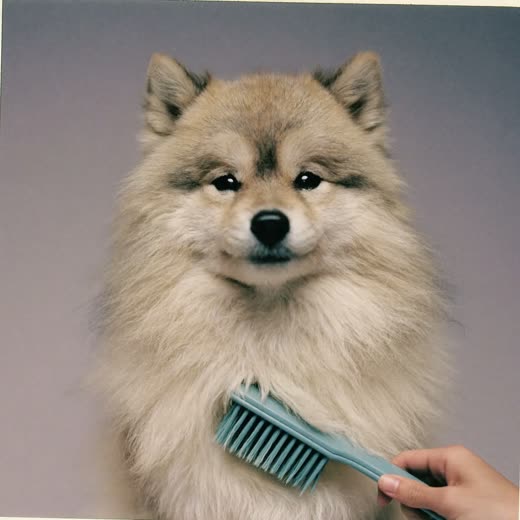 A dog being brushed out